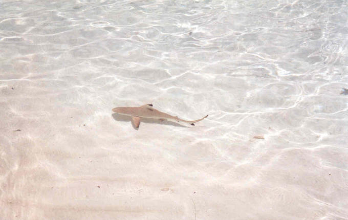 Babyhai in der Lagune