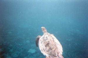 Wasserschildkr�te (auftauchend)