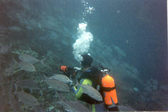 Taucher in Makrelenschwarm
