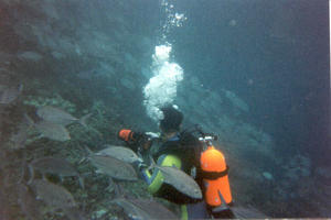 Taucher in Makrelenschwarm