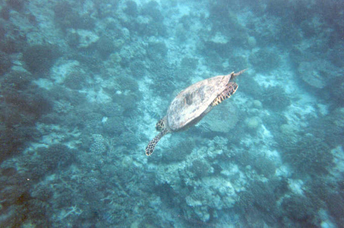 Wasserschildkr�te (abtauchend)
