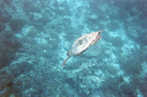 Wasserschildkr�te (abtauchend)